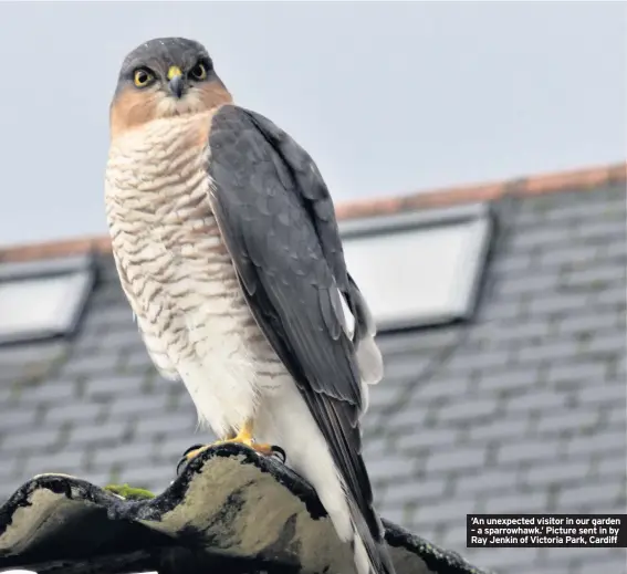  ??  ?? ‘An unexpected visitor in our garden – a sparrowhaw­k.’ Picture sent in by Ray Jenkin of Victoria Park, Cardiff