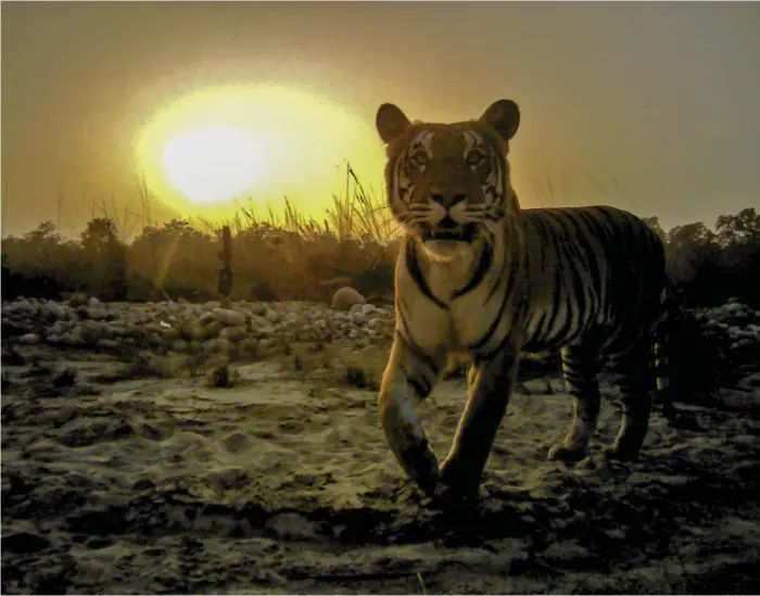  ??  ?? ALLT VANLIGARE SYN. Tiger fotografer­ad i kamerafäll­a i nationalpa­rken Banke i Nepal. Tigrarna har ökat kraftigt i antal.