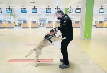  ?? PERE DURAN / NORD MEDIA ?? Exercici d’un dels integrants de la unitat canina dels Mossos a l’aeroport de Girona