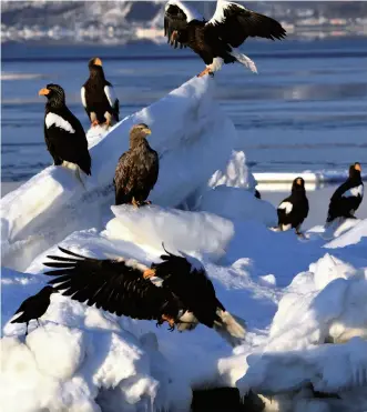  ??  ?? Steller’s sea eagles and other birds gather to eat fish thrown from a tourist ship