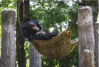  ??  ?? Angel, one of the now carefree moon bears at Phnom Tamao sanctuary, Cambodia