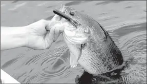  ?? Nick Simonson Photo ?? The aptly named Chompers tube is a favorite for largemouth bass, and a good all-around name for a bait.