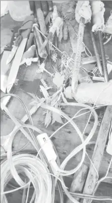 ?? (Police photo) ?? The cannabis plant (centre) that was found during a raid at the Lusignan Prison