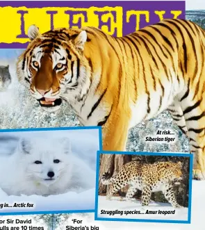  ?? ?? At risk... Siberian tiger