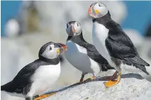  ??  ?? Atlantic puffins, with their black and white bodies, orange webbed feet and brightly coloured bills, waddle upright, like a penguin, though they can fly.