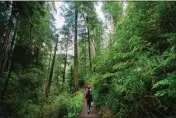  ?? PHOTO: MYUNG J. CHUN/LOS ANGELES TIMES ?? A family walks on Mill Creek Trail in Jedediah Smith Redwoods State Park in Crescent City in 2022.