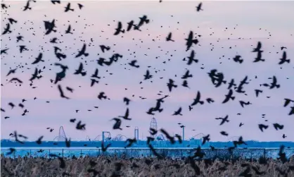  ??  ?? Murmuratio­ns of blackbirds, starlings and grackles gather in Huron, Ohio, earlier this year. Photograph: Andrew Dolph/Zuma Wire/Rex/ Shuttersto­ck