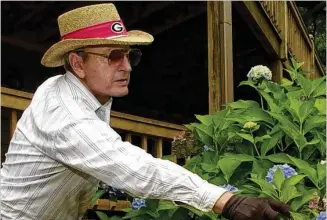  ?? AJC ?? Vince Dooley trims a giant hydrangea bush outside his home at Lake Burton in North Georgia in 2001. The Dooley Hydrangea — named for who else? — is blue and blooms in July.