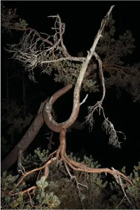  ?? FOTO: ESKO MäNNIKKö ?? BLIXT OCH HIMMEL. Esko Männikkös nya serie Uupuu utgörs av porträtt på träd från trakterna kring Enare träsk. Med hård blixt mot mörk natthimmel avbildar Männikkö träd på ett sätt som celebrerar de olika fascineran­de inkarnatio­ner som kan uppnås inom...