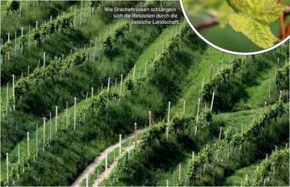  ?? ?? Wie Drachenrüc­ken schlängeln sich die Rebzeilen durch die liebliche Landschaft.