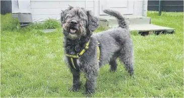  ?? ?? Meet Ellie – an adorable, senior Terrier cross with a happy-go-lucky character who is looking for a home.