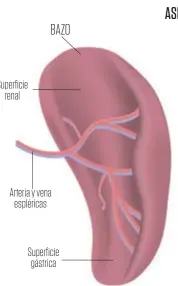  ??  ?? Superficie renal
Arteria y vena espléricas
Superficie gástrica BAZO