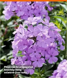  ??  ?? Phlox can be propagated healthily using eelworm-free roots