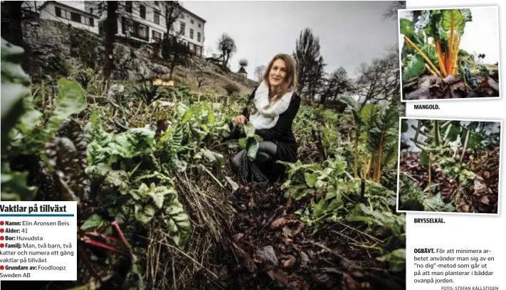  ?? FOTO: STEFAN KÄLLSTIGEN ?? MANGOLD.
BRYSSELKÅL.
OGRÄVT. För att minimera arbetet använder man sig av en ”no dig”-metod som går ut på att man planterar i bäddar ovanpå jorden.