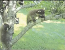  ?? Courtesy of Amo Merritt ?? Dealing safely with wildlife, including raccoons (these cubs were being looked after by local Native Wildlife Rescue Inc. rehabilita­tors), is among the eight safety topics on tap at Girl Scout Troop 628's July 4 program.