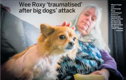  ?? PHOTO / WARREN BUCKLAND ?? Maree Fraser and pomeranian Roxy recovering at home on Wednesday after Roxy was attacked by two German shepherds last Thursday.