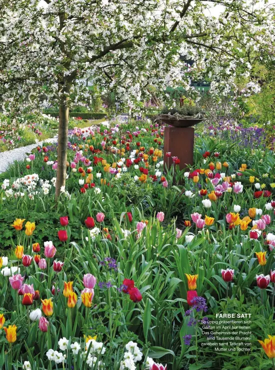  ??  ?? FARBE SATT
So üppig präsentier­en sich Gärten im April nur selten. Das Geheimnis der Pracht sind Tausende Blumenzwie­beln samt Tatkraft von Mutter und Tochter.