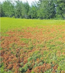  ??  ?? Certains producteur­s estiment perdre de 50 à 60 % de leur récolte à cause de la sécheresse et du gel hivernal au Lac-Saint-Jean.