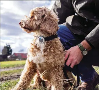  ??  ?? Collar monitors keep an accurate record of dog activity