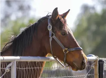  ??  ?? Keeping your horse away from other horses won’t prevent separation anxiety from forming—in fact it can cause it, making him even more desperate to seek out and remain with others.