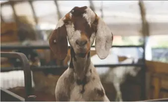 ?? CBC ?? “Goats are different from some other livestock animals in that they actually make great pets,” says Aaron Hancox, who, along with Michael Mcnamara, has made the documentar­y Year of the Goat.