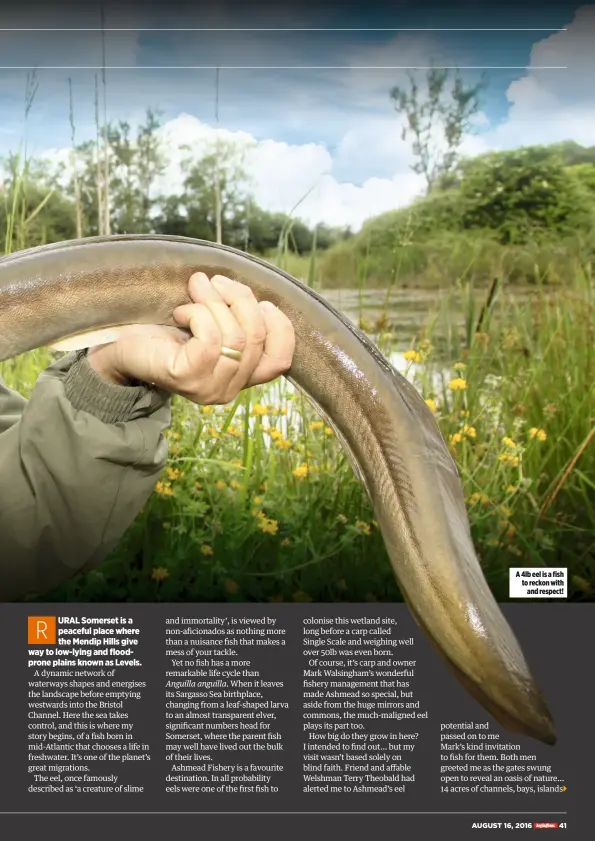  ??  ?? A 4lb eel is a fish to reckon with and respect!