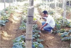  ?? ?? Tubungan, Iloilo’s Municipal Eco Park has been renamed Tubungan Skills Training Center and now serves as the venue
for on-ground training of Technical Education and Skills Developmen­t Authority scholars on
organic agricultur­e.