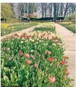  ??  ?? Die Tulpen stehen im Schlosspar­k jetzt in voller Blüte.