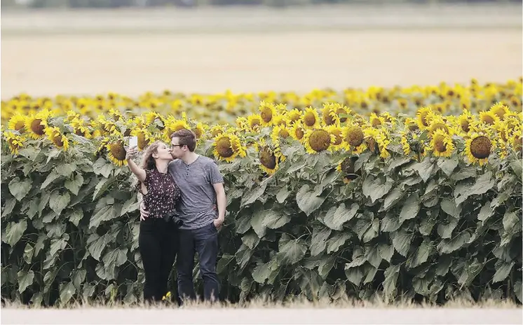  ?? JOHN WOODS/THE CANADIAN PRESS ?? Bruce Stewart expressed concern tourists were damaging his crops when they stopped to take photos at his sunflower farm just outside of Winnipeg.