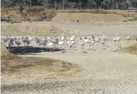  ?? Foto: Vidal/EFE ?? Flamingos finden kein Futter mehr in Doñana.