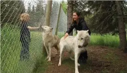  ??  ?? Smith Nelson and her son are welcomed to Parc Mahikan by two friendly wolves.