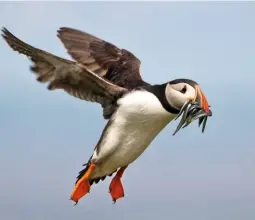  ??  ?? A puffin with a beak full of sand eels comes into land. Puffins eat small, shallow-bodied fish, and an adult requires approximat­ely 40 per day.