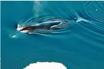  ?? PHOTO: AP ?? This June 2017 photo provided by the Norwegian Polar Institute shows a bowhead whale in the Fram Strait between Greenland and Svalbard. In a study released yesterday in Biology Letters, scientists have eavesdropp­ed year-round on the songs of bowhead...