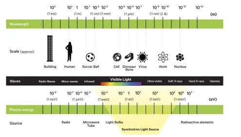  ?? ILLUSTRATI­ON: SHAWNEE WILLIS ?? Synchrotro­ns produce high-energy X-rays, generally with wavelength­s in the 0.10–0.01 nm range, or energies in the 10–120 keV range. The high energy X-rays penetrate deeper into matter than X-rays with energies below 10 keV. An upgrade at the ESRF will allow larger specimens and Egyptian mummies to be scanned using this cuttung edge technology.