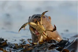  ?? ?? A young otter finds a nutritious meal among the seaweed