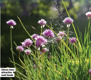  ?? ?? Chives have attractive seed heads