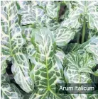  ??  ?? Arum Italicum