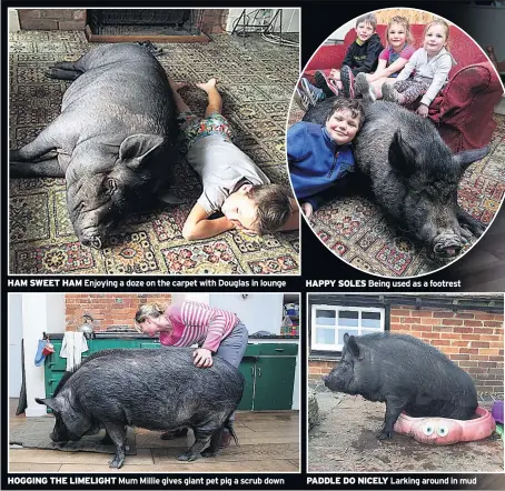  ??  ?? PADDLE DO NICELY Larking around in mud HAM SWEET HAM Enjoying a doze on the carpet with Douglas in lounge HAPPY SOLES Being used as a footrest HOGGING THE LIMELIGHT Mum Millie gives giant pet pig a scrub down