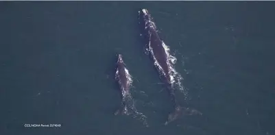  ?? COuRTESy CENTER FOR COASTAL STuDiES ?? BACK IN THE BAY: North Atlantic right whale Mantis and her calf were spotted recently in Cape Cod Bay.