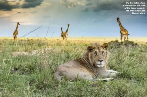  ??  ?? Big Cat Tales offers a window into the lives of the lions, leopards and cheetahs of the Maasai Mara.