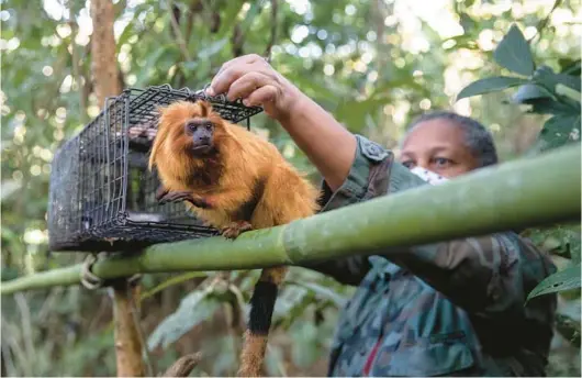  ?? ?? Field coordinato­r Andreia Martins releases a golden lion tamarin last summer after inoculatio­n against yellow fever, in the Atlantic Forest region of Silva Jardim, Rio de Janeiro state, Brazil.