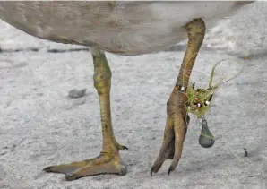  ??  ?? La amenaza que sufre la gaviota cangrejera fue uno de los desencaden­antes del proyecto, porque ella se enreda en las líneas y hasta traga los anzuelos con carnada.