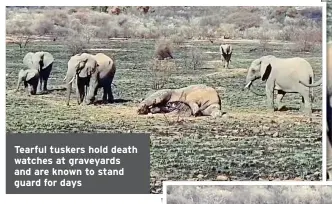  ?? ?? Tearful tuskers hold death watches at graveyards and are known to stand guard for days