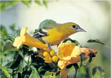  ?? MICH MACDOUGALL/SPECIAL TO POSTMEDIA NEWS ?? This London Baltimore oriole will be flying south to Florida, the Caribbean, Central America, Colombia, or Venezuela within the next two weeks. Orchard orioles are already gone.