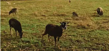  ?? Foto: Maxi Böckh ?? Bei einem Spaziergan­g mit der Familie auf der Wörnitzins­el kann man im Oettinger Wildgehege verschiede­ne Wildarten beob achten.