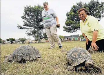  ?? Picture: FREDLIN ADRIAAN ?? FREE AT LAST: Animal Anti-Cruelty League volunteer Suzette Ludeke, left, and league inspector Beverley Rademeyer with mountain tortoises rescued in Port Elizabeth