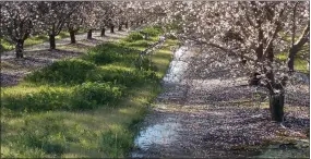  ?? RECORDER PHOTO BY RICK ELKINS ?? Recent storms have left a lot of standing water in orchards.