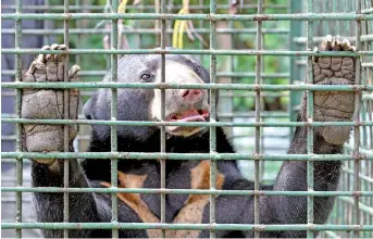  ??  ?? One of the sun bears captured by Department of Wildlife and National Parks early yesterday. – Bernama photo