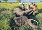  ?? BEN CURTIS/AP ?? Wildlife veterinari­ans use a 4x4 vehicle and a rope to turn over a tranquiliz­ed elephant in order to attach a GPS collar.