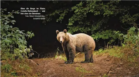  ?? Foto: Robert Ghement/dpa, taviphoto/Adobe ?? Oben die Berge im Piatra Craiuliu-Nationalpa­rk – und hier einer der Bewohner.